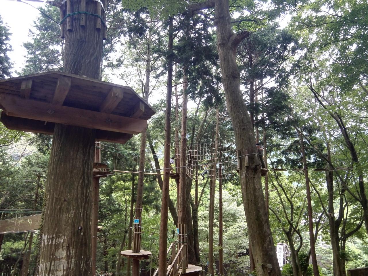 走れ登れ飛べ フォレストアドベンチャーでムササビになる 箱根湯本温泉 神奈川県 の旅行記 ブログ By ころたさん フォートラベル