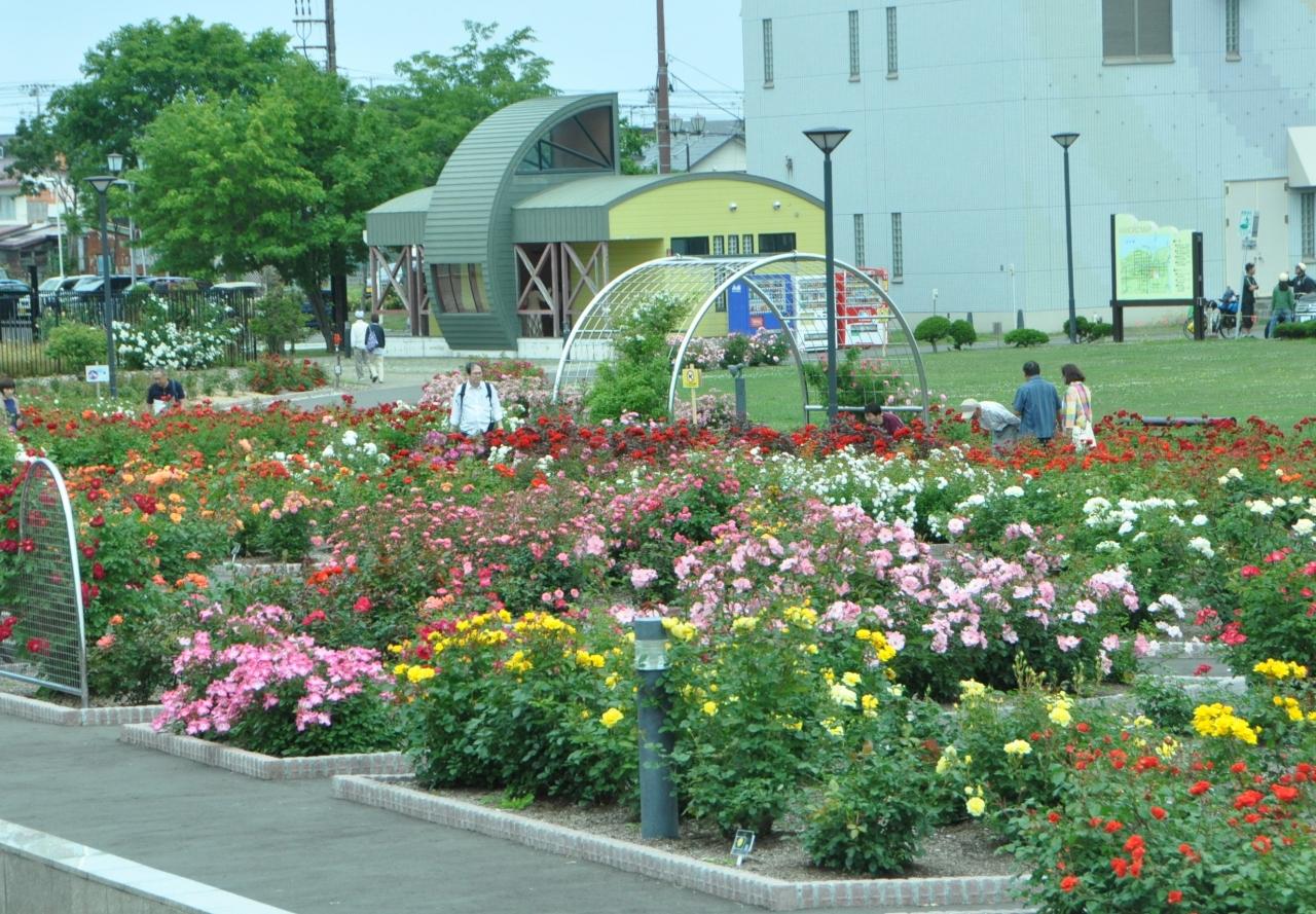 羽幌町でバラ園 増毛町で 駅 のセットを見た 苫前 小平 羽幌 北海道 の旅行記 ブログ By Sio爺さん フォートラベル