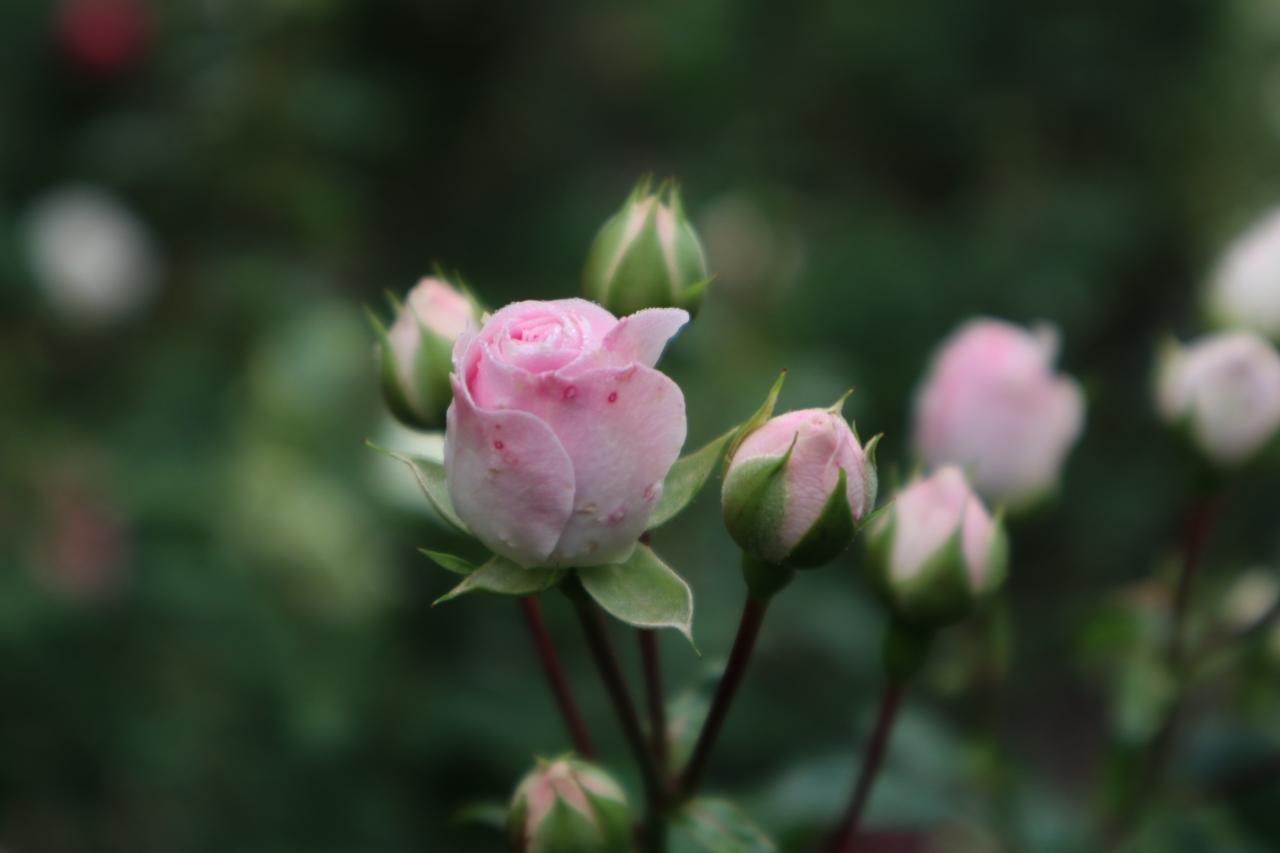 滝ノ入 ローズガーデンへ 秋の薔薇まつり 聖天宮 サイボク 狭山 入間 埼玉県 の旅行記 ブログ By 香さん フォートラベル