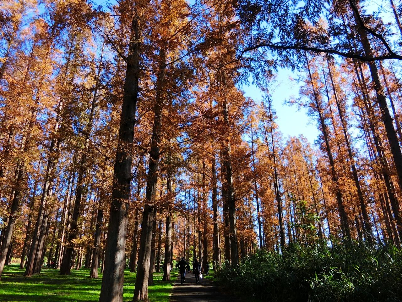 メタセコイアの紅葉が見頃 水元公園ウォーキング 東京の旅行記 ブログ By まうさん フォートラベル