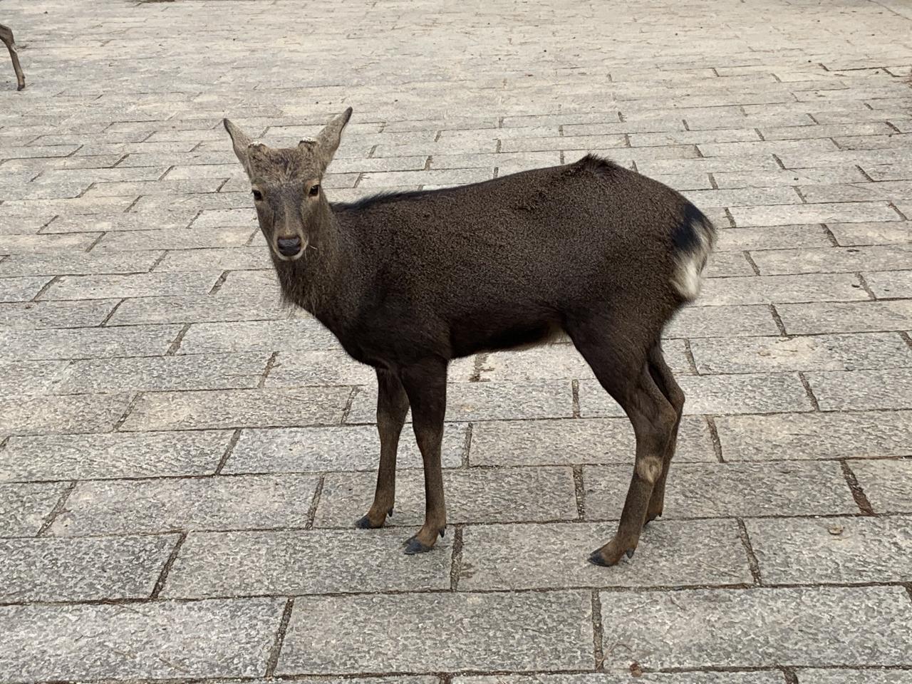 飛鳥時代の歴史を学びに奈良県南部へ 飛鳥 奈良県 の旅行記 ブログ By にふうささん フォートラベル