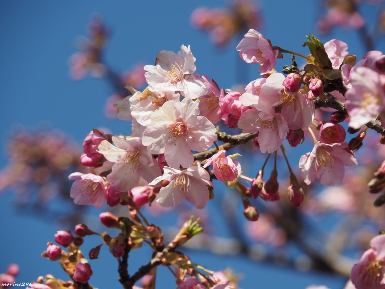 富士山と一緒にお花見 松田山の河津桜 秦野 松田 足柄 神奈川県 の旅行記 ブログ By Morino296さん フォートラベル