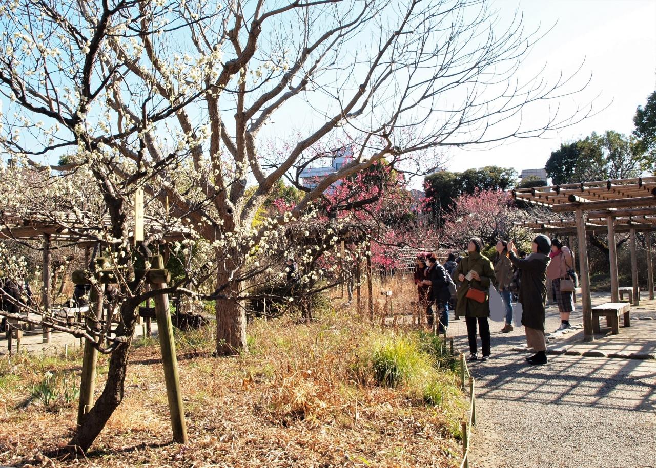 今年も春の妖精探しは向島百花園から 浅草 東京 の旅行記 ブログ By 紅映さん フォートラベル