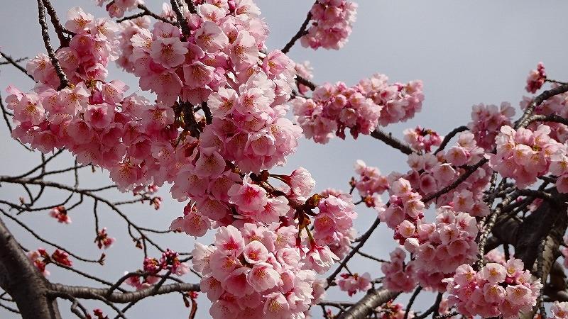 阪急バスの総監部前から花を見ながら帰宅 その１ 伊丹 兵庫県 の旅行記 ブログ By Hn11さん フォートラベル