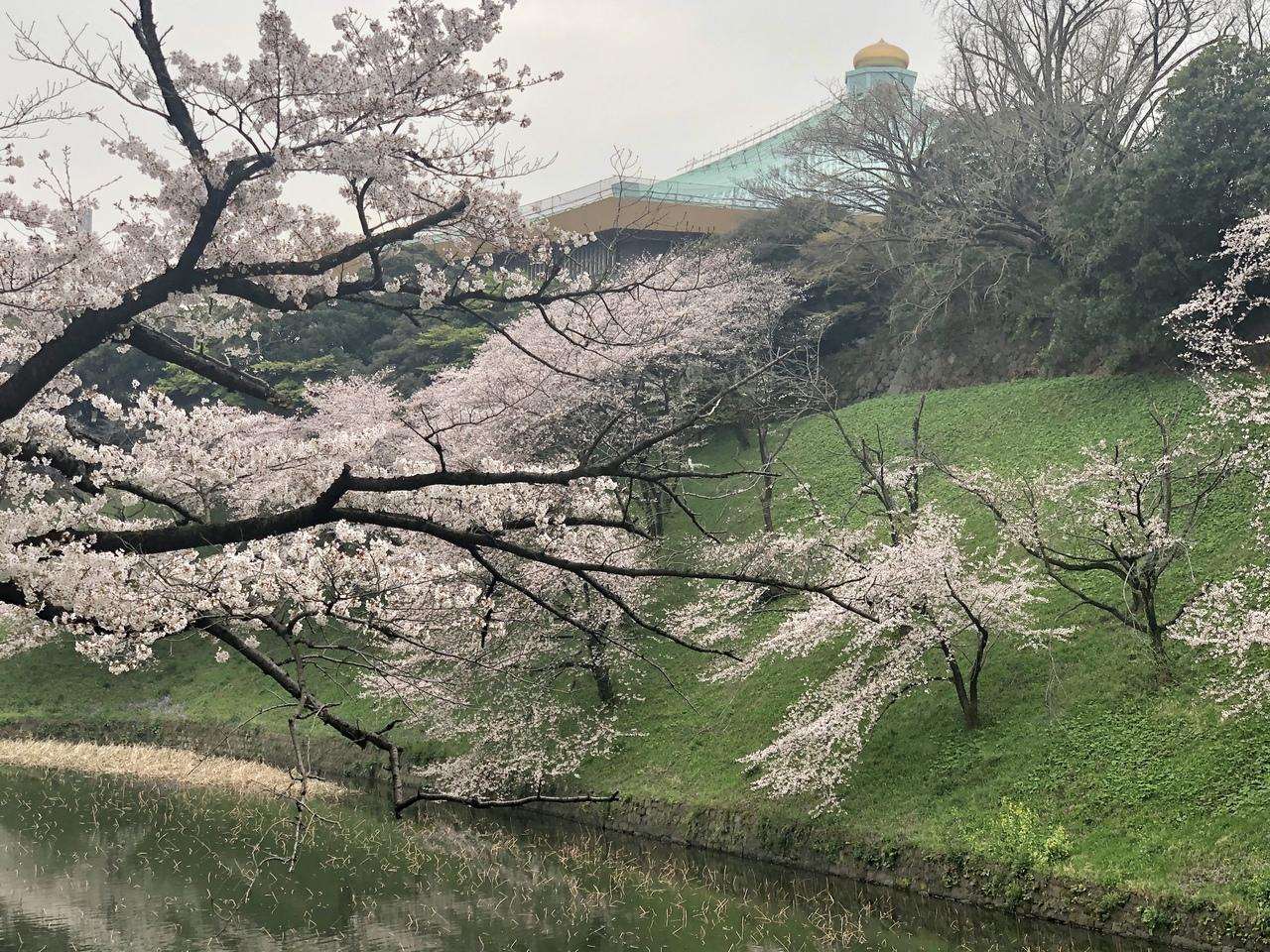 速報 千鳥ヶ淵と日比谷公園の桜 東京の旅行記 ブログ By ハンクさん フォートラベル