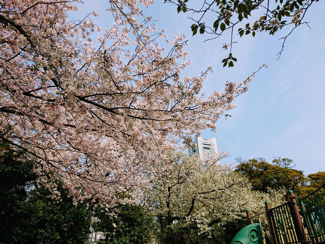 横浜掃部山公園 みなとみらいの桜と赤レンガ倉庫周辺のガーデンネックレス 横浜 神奈川県 の旅行記 ブログ By わんこさん フォートラベル