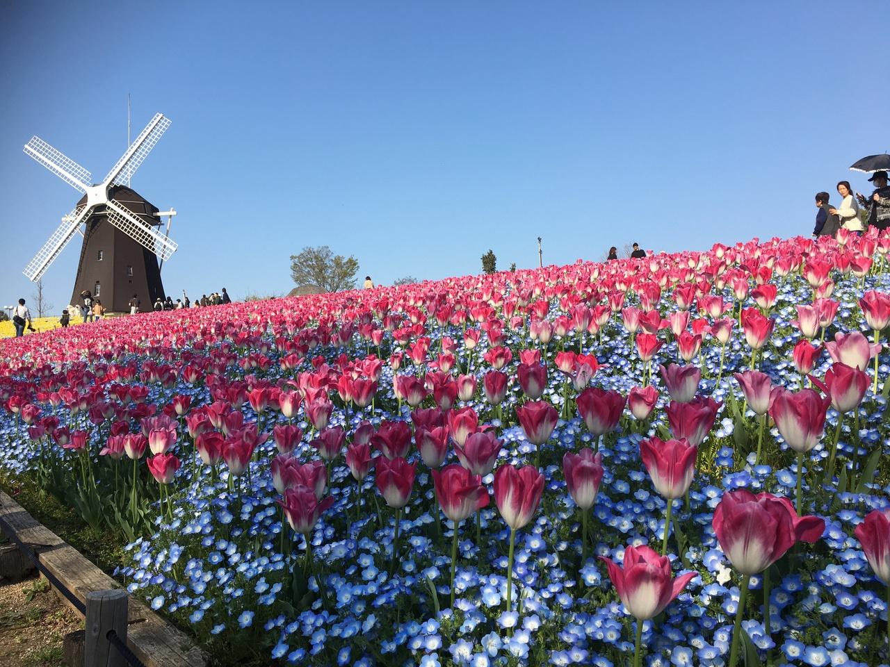 大阪 花博鶴見緑地 桜とチューリップ満開 お散歩 鶴見 城東 大阪 の旅行記 ブログ By Cocovanilaさん フォートラベル