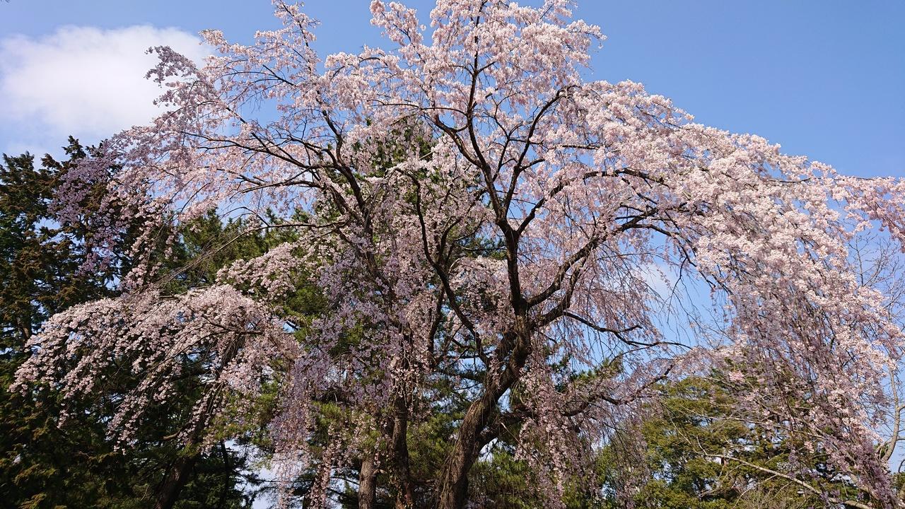 花より団子な東北ひとり旅 春爛漫の仙台 仙台 宮城県 の旅行記 ブログ By Bluemoonさん フォートラベル