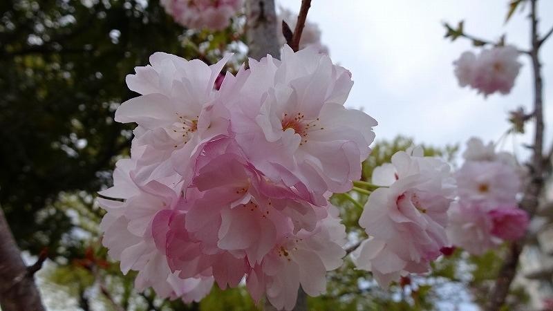 たんたん小道の一部に咲く八重桜を観て来ました その２ 伊丹 兵庫県 の旅行記 ブログ By Hn11さん フォートラベル