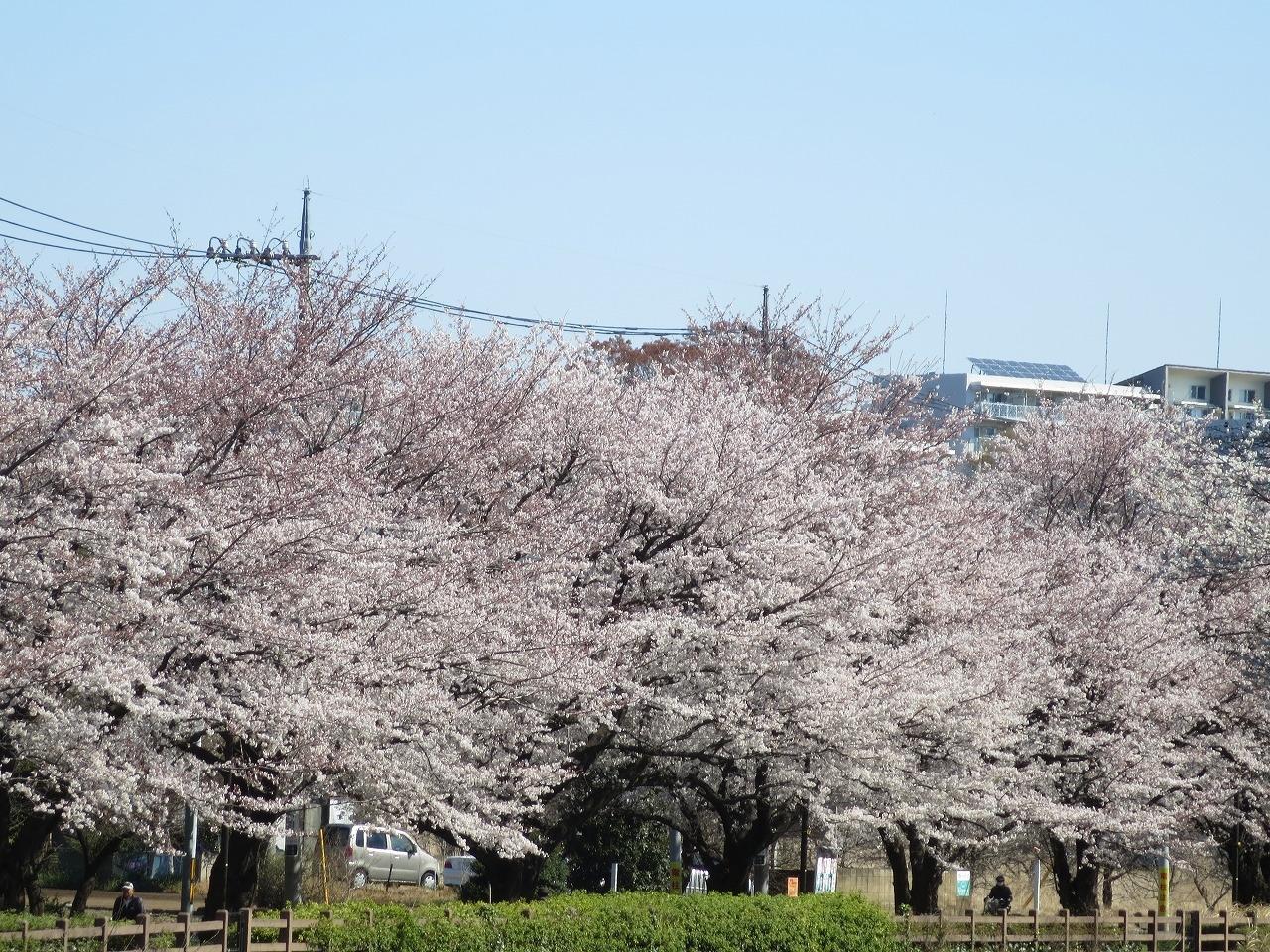 東久留米黒目川の四季 早春から初夏にかけて 東久留米 清瀬 東京 の旅行記 ブログ By Donkyさん フォートラベル