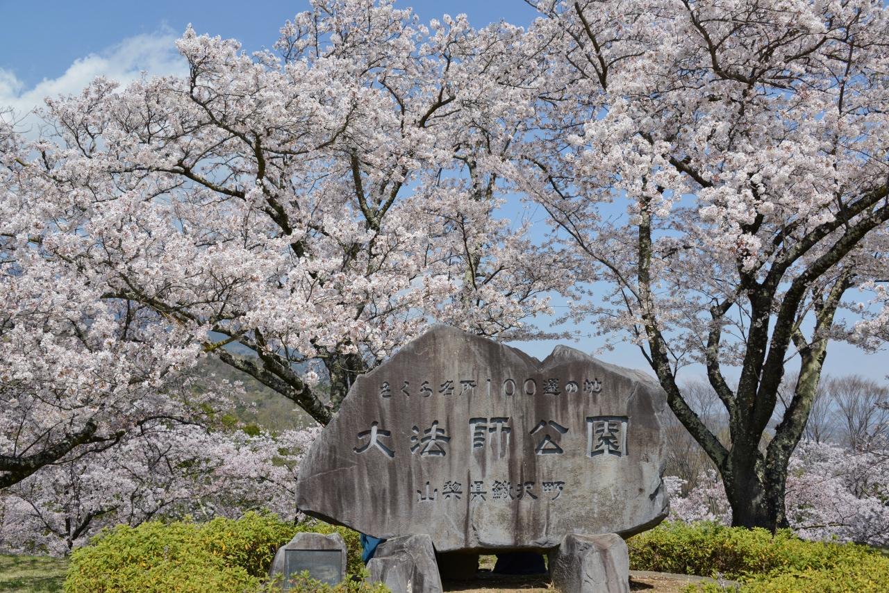 大 法師 公園 桜