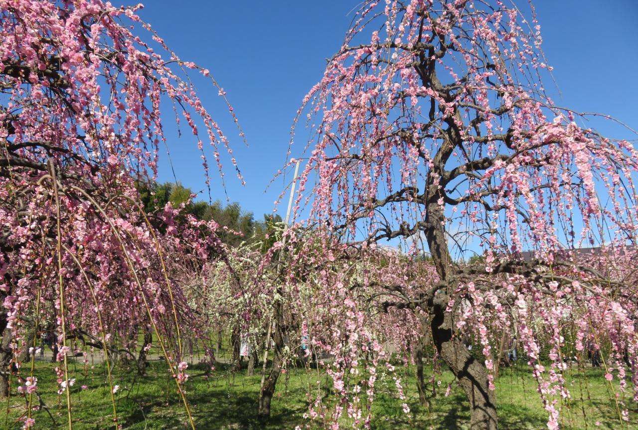 2020新春、今年最後の枝垂れ梅(4/6)：2月28日(4)：名古屋市農業 