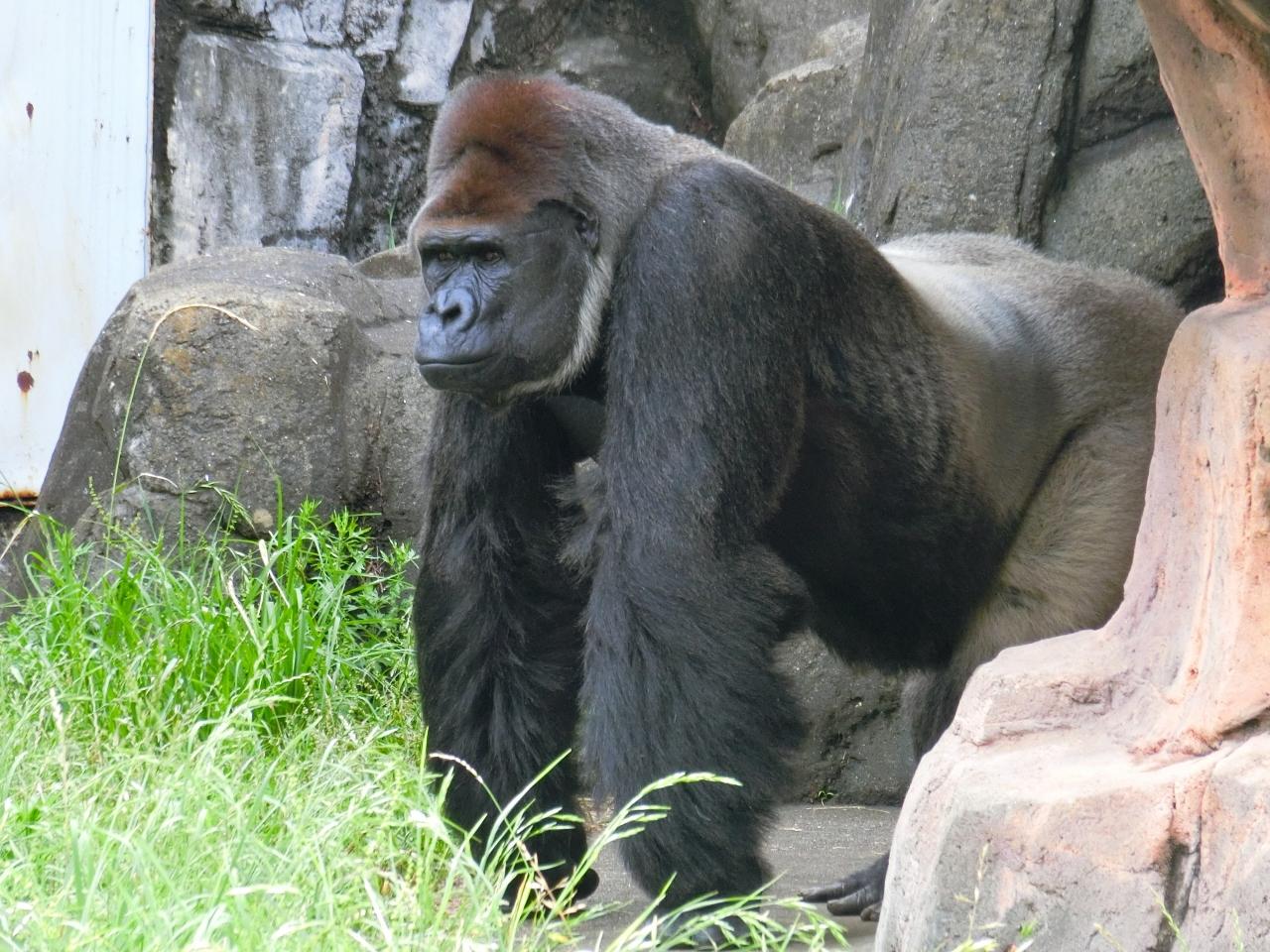 千葉市動物公園で イケメンゴリラのファンになる 千葉市 千葉県 の旅行記 ブログ By まうさん フォートラベル