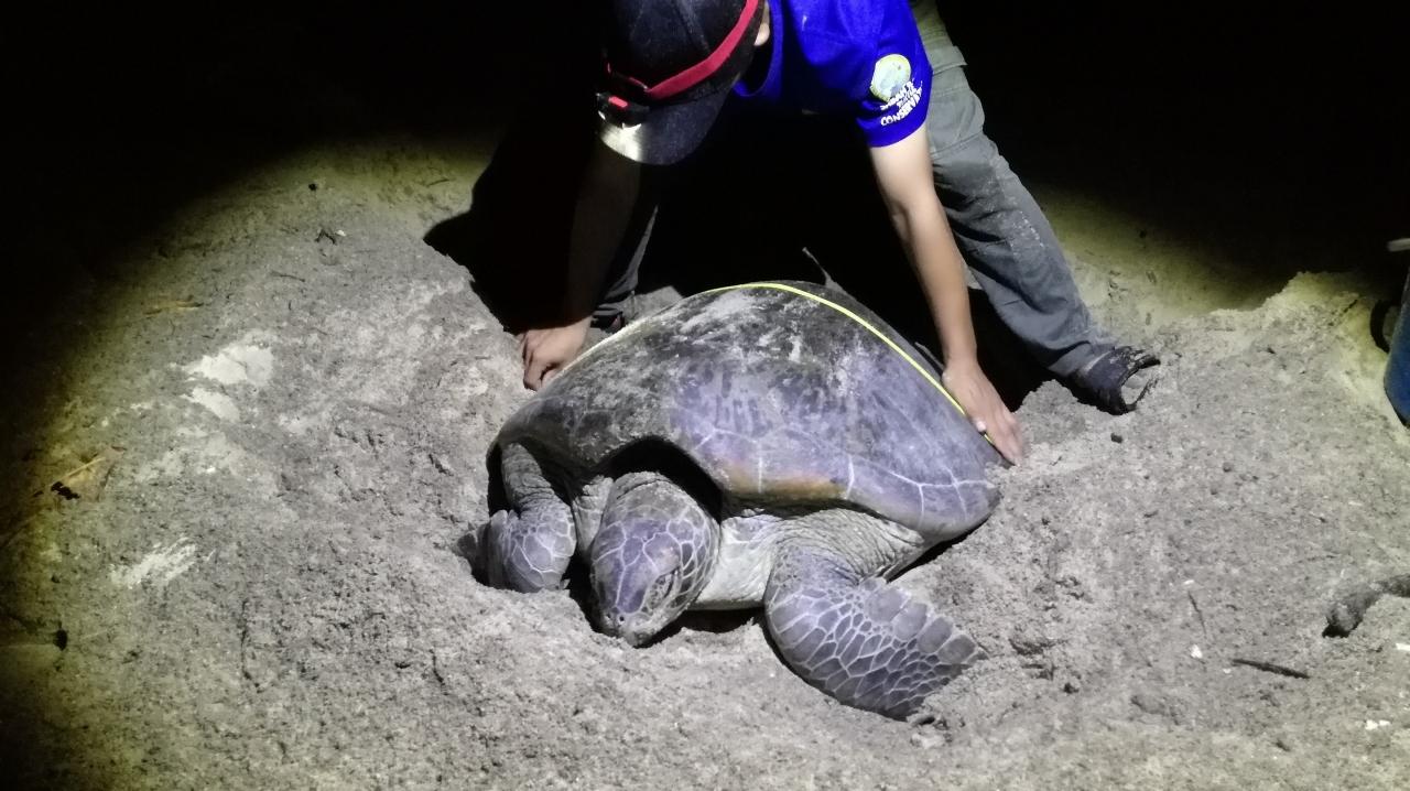 マレーシア活動制限令下でのボルネオ島 サンダカンへの旅 5 ウミガメの産卵立ち合い サンダカン マレーシア の旅行記 ブログ By 旅ゴリラさん フォートラベル