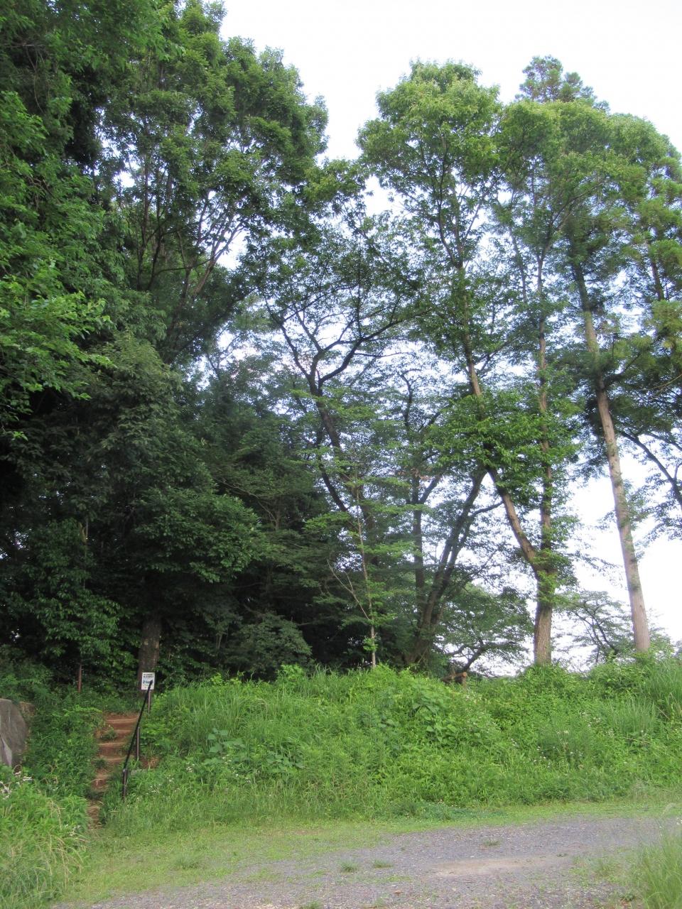 梵ちゃんとお散歩 鹿沼 栃木県 の旅行記 ブログ By 前日光さん フォートラベル