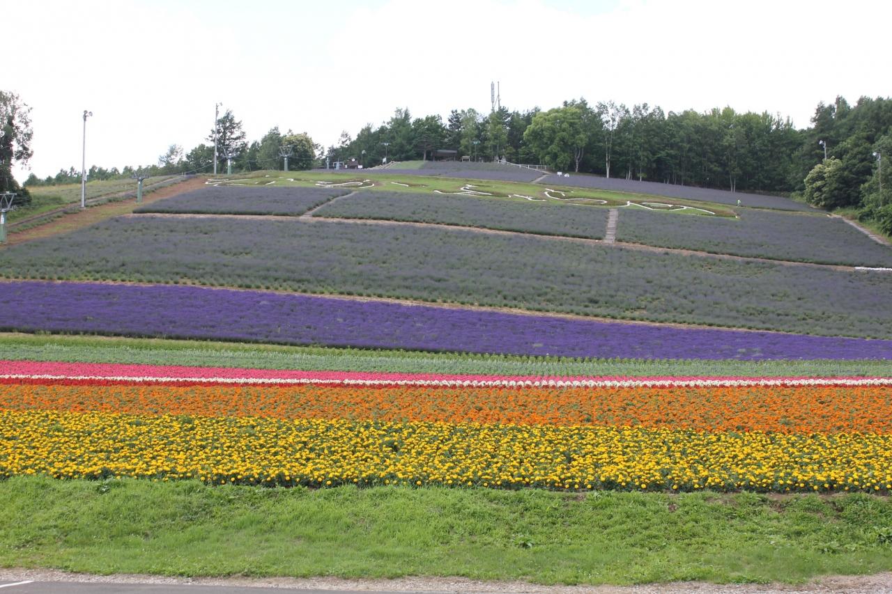 素晴らしい ふみカード 北海道版 北の花ことば スズラン 繊細 ハマナス 魅力 ラベンダー 期待 Mace Edu In