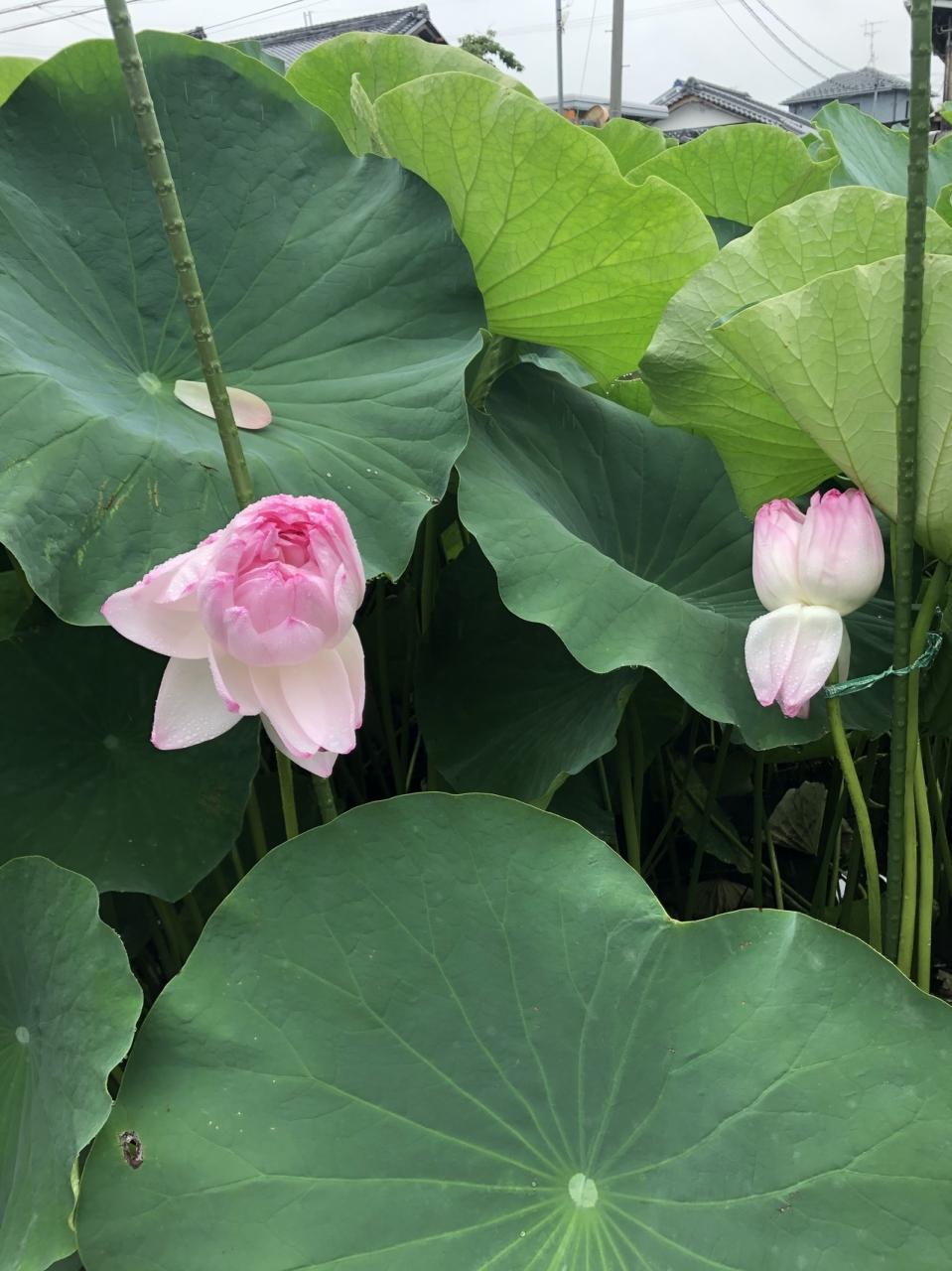 こんな蓮があったんだ 近江妙蓮 数千枚の花びらを押し広げる稀種 守山 滋賀県 の旅行記 ブログ By ひやしたぬきさん フォートラベル