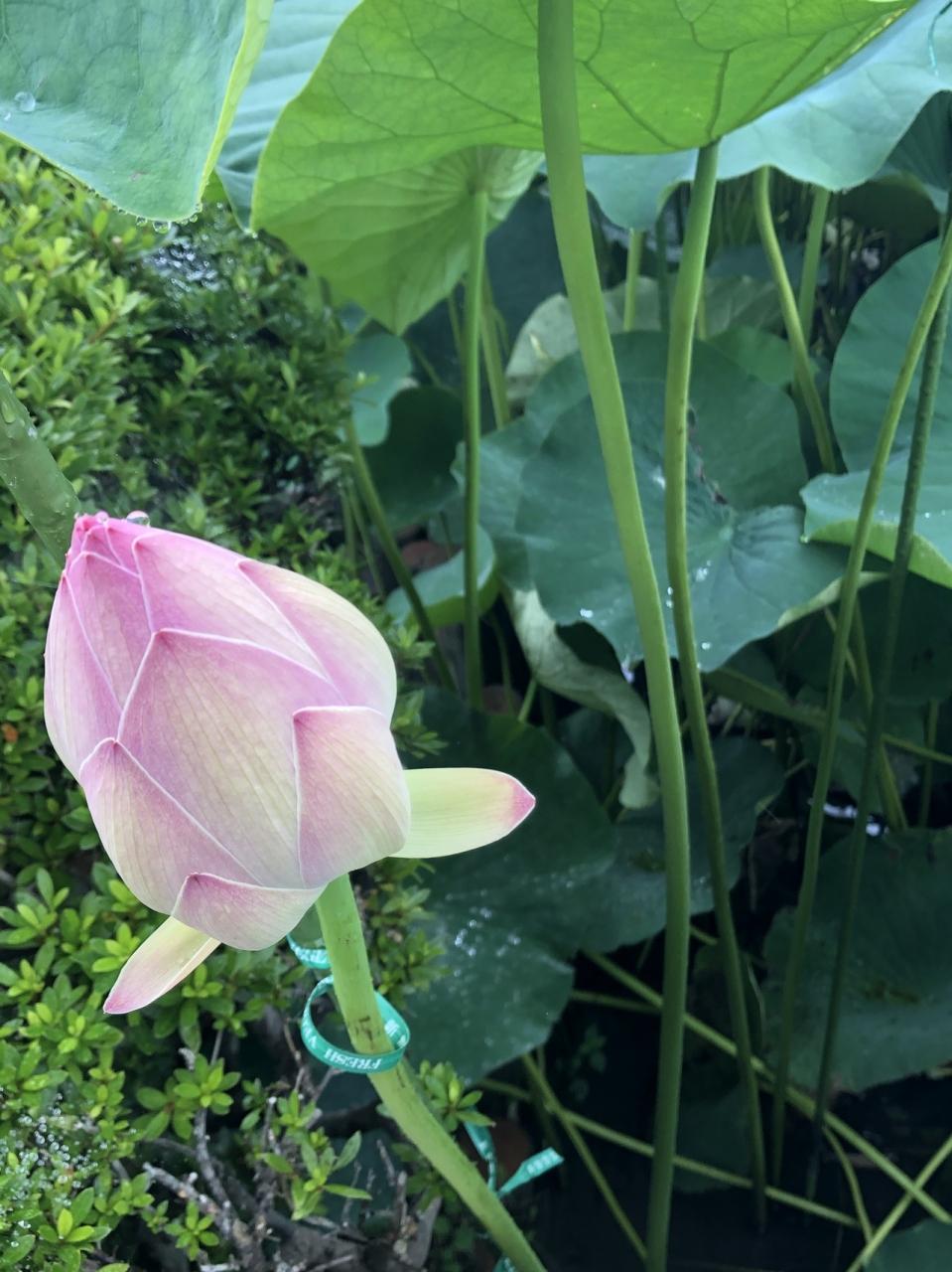 こんな蓮があったんだ 近江妙蓮 数千枚の花びらを押し広げる稀種 守山 滋賀県 の旅行記 ブログ By ひやしたぬきさん フォートラベル