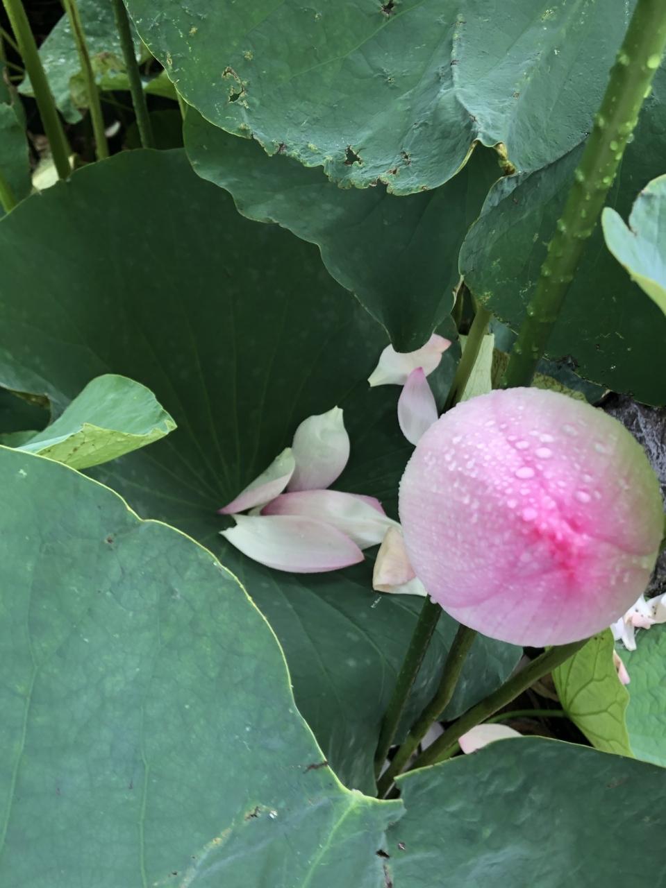 こんな蓮があったんだ 近江妙蓮 数千枚の花びらを押し広げる稀種 守山 滋賀県 の旅行記 ブログ By ひやしたぬきさん フォートラベル