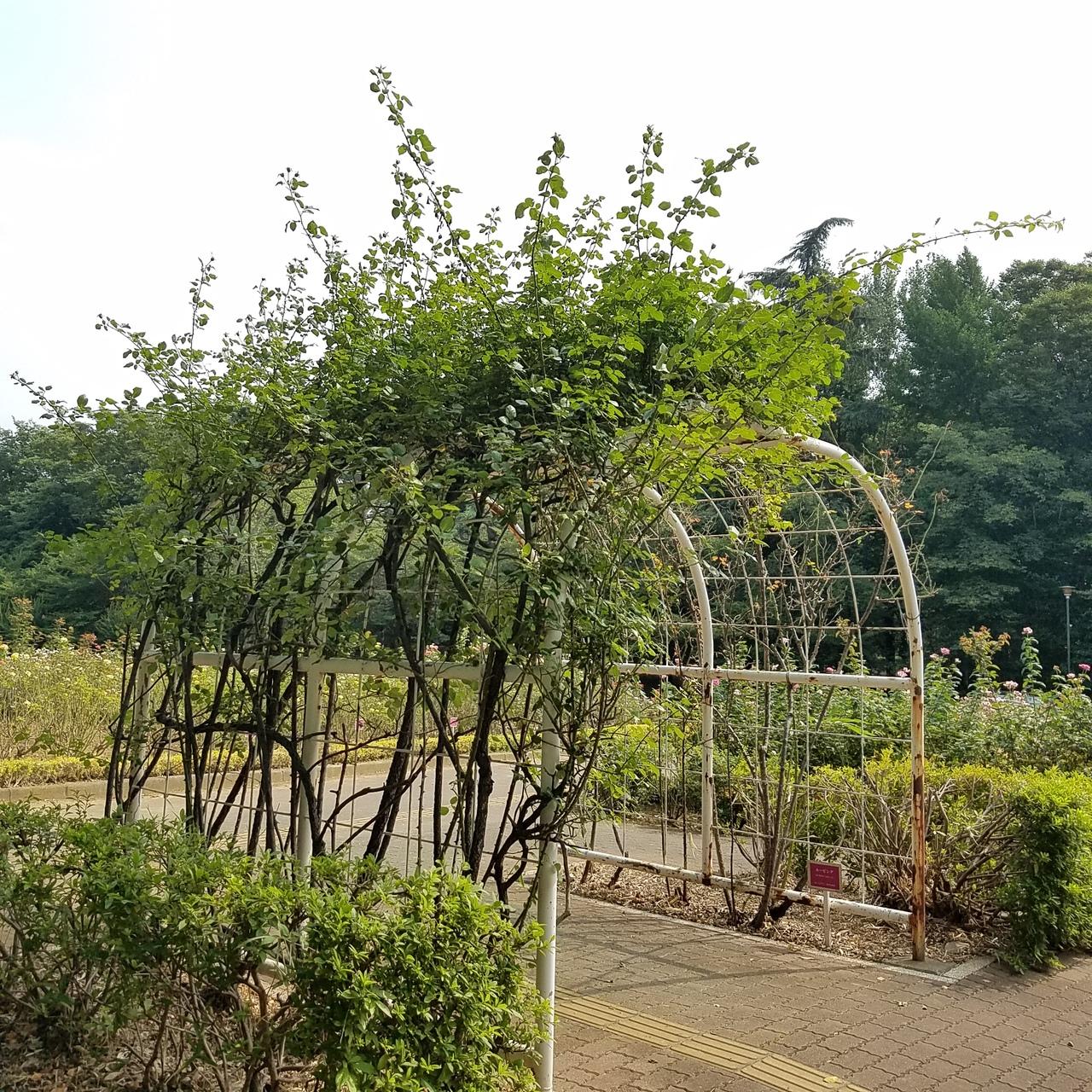 与野 公園 自転車