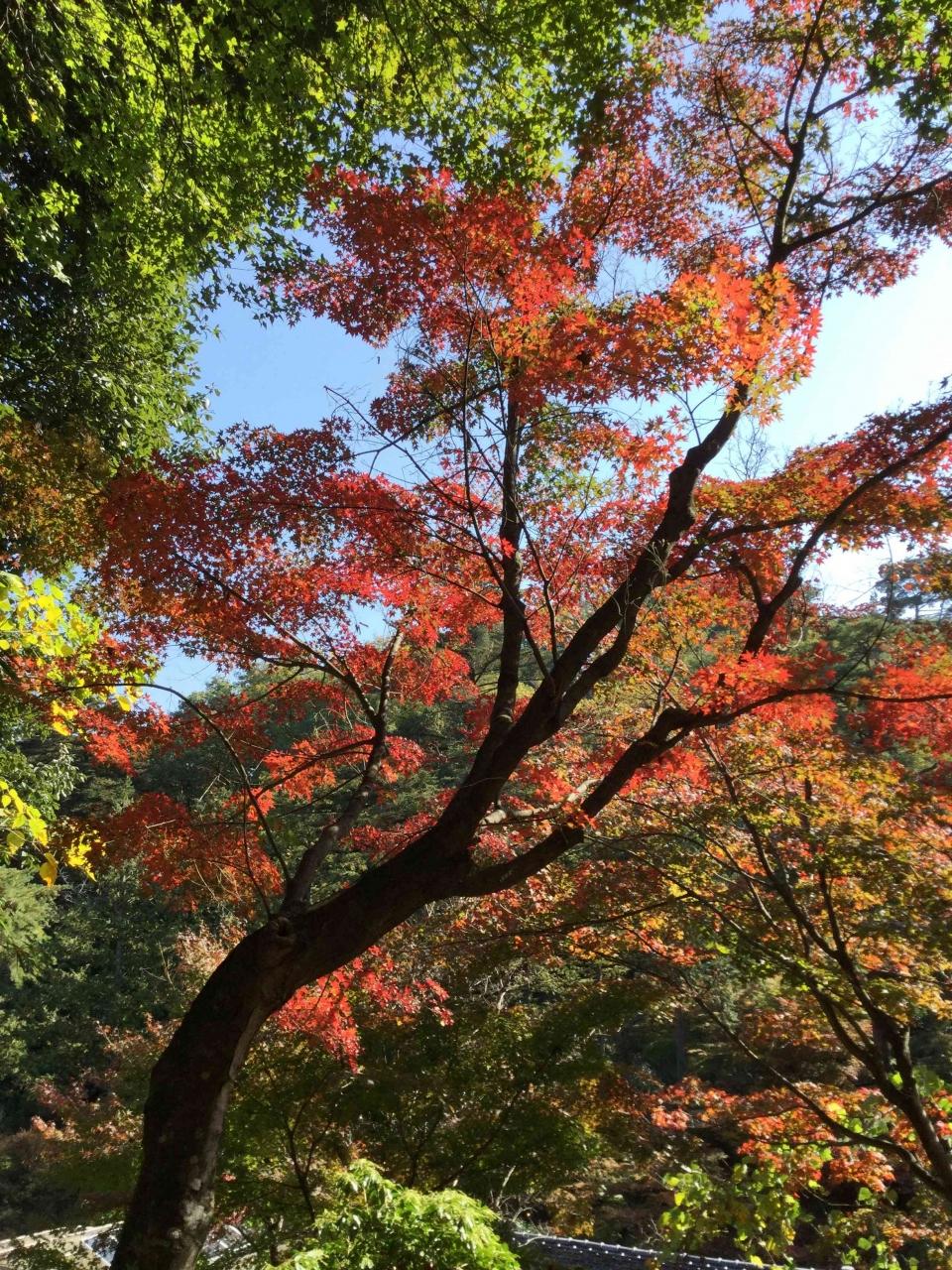 紅葉の徳明園と白衣大観音 群馬県高崎市 高崎 群馬県 の旅行記 ブログ By ダディおさん フォートラベル