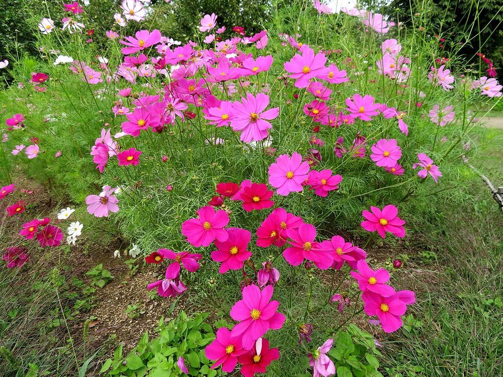 団塊夫婦の年日本紅葉巡りドライブー 信州２ ルビーの里 赤そばの花 からコスモス満開のあずみの公園へ 長野県の旅行記 ブログ By Miharashiさん フォートラベル
