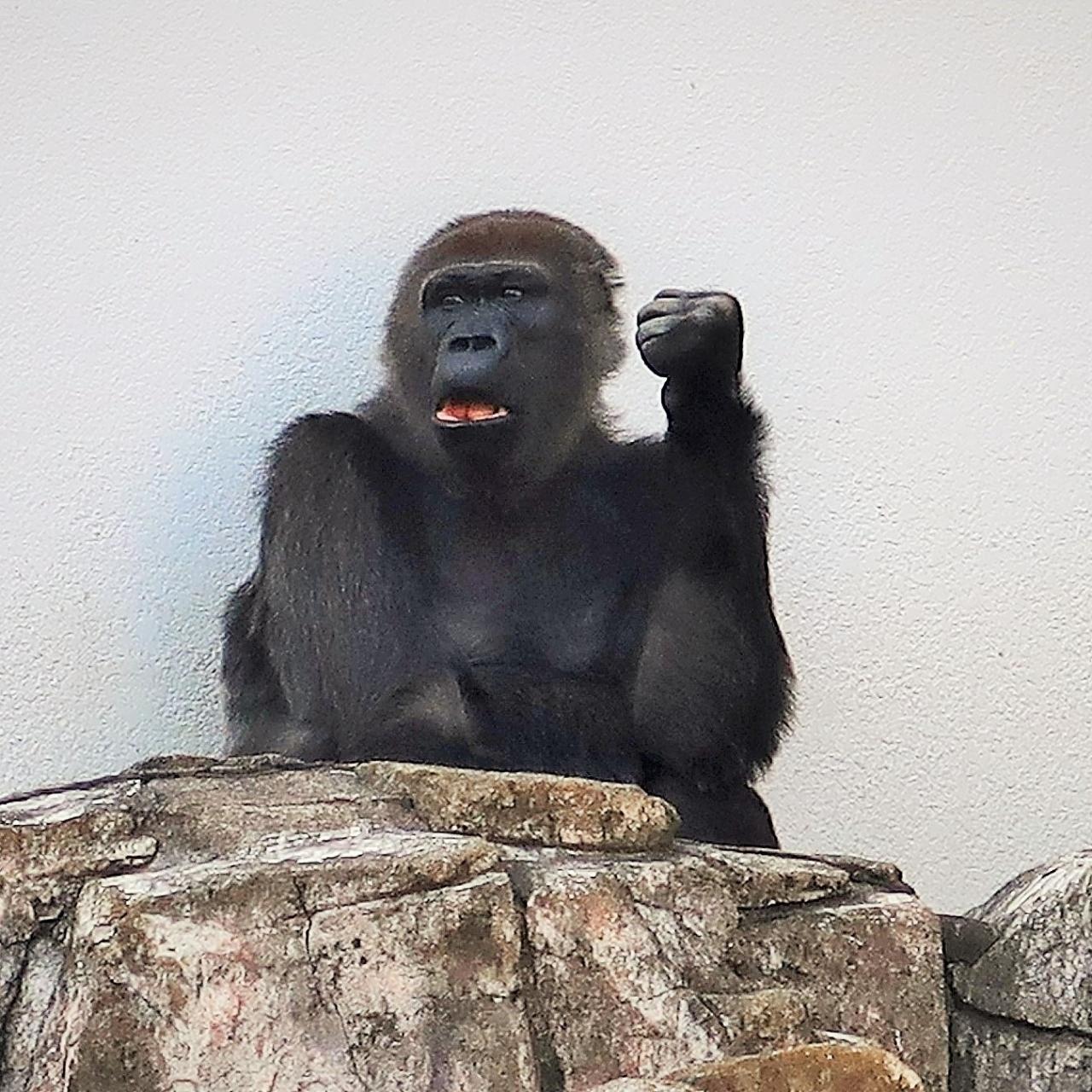 千葉市動物公園 3 モンキーゾーン ニシゴリラ モンタ 筆頭に チンパンジー フクロテナガザルも 千葉市 千葉県 の旅行記 ブログ By マキタン２さん フォートラベル