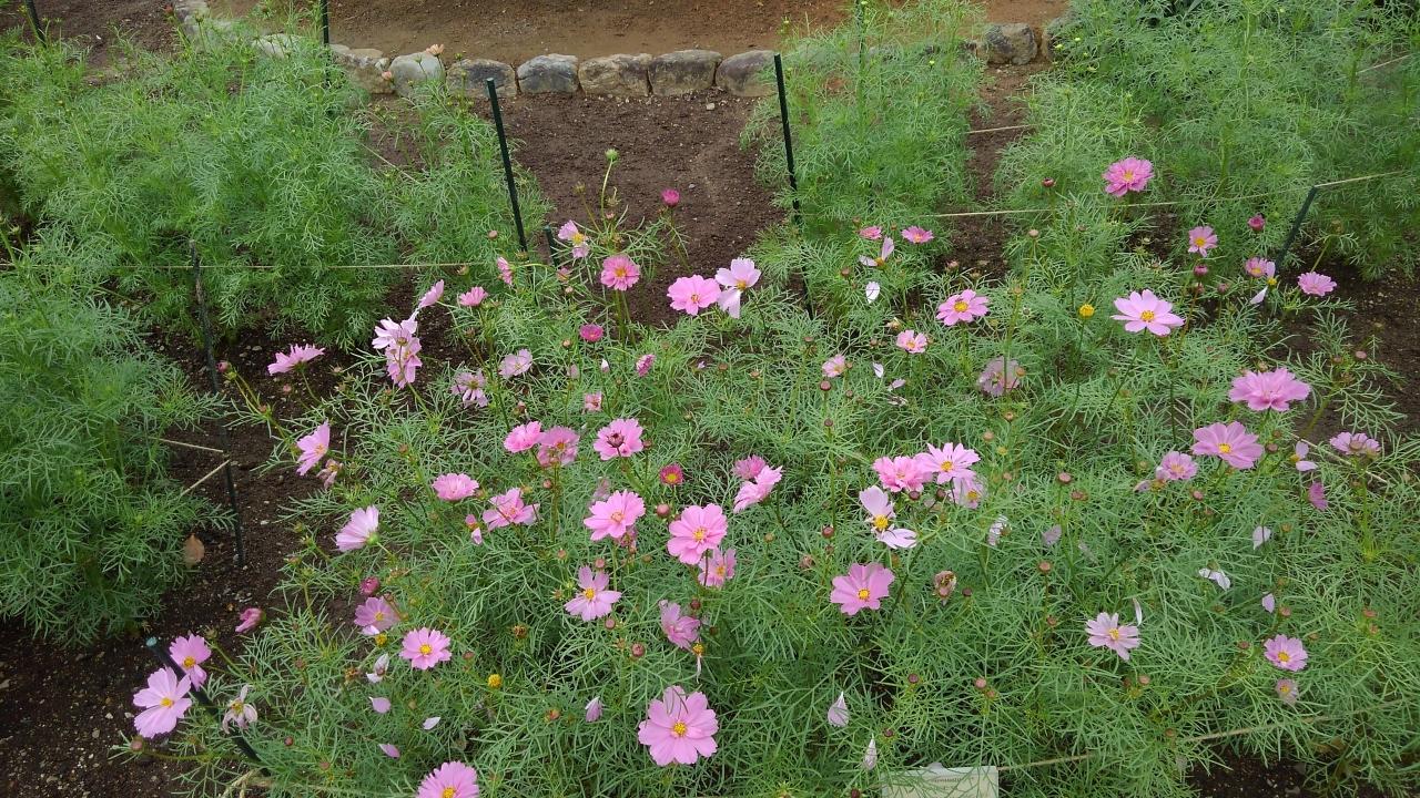 京都植物園の四季 その8 コスモスと秋のバラ 今出川 北大路 北野 京都 の旅行記 ブログ By ふくろうの旅人さん フォートラベル