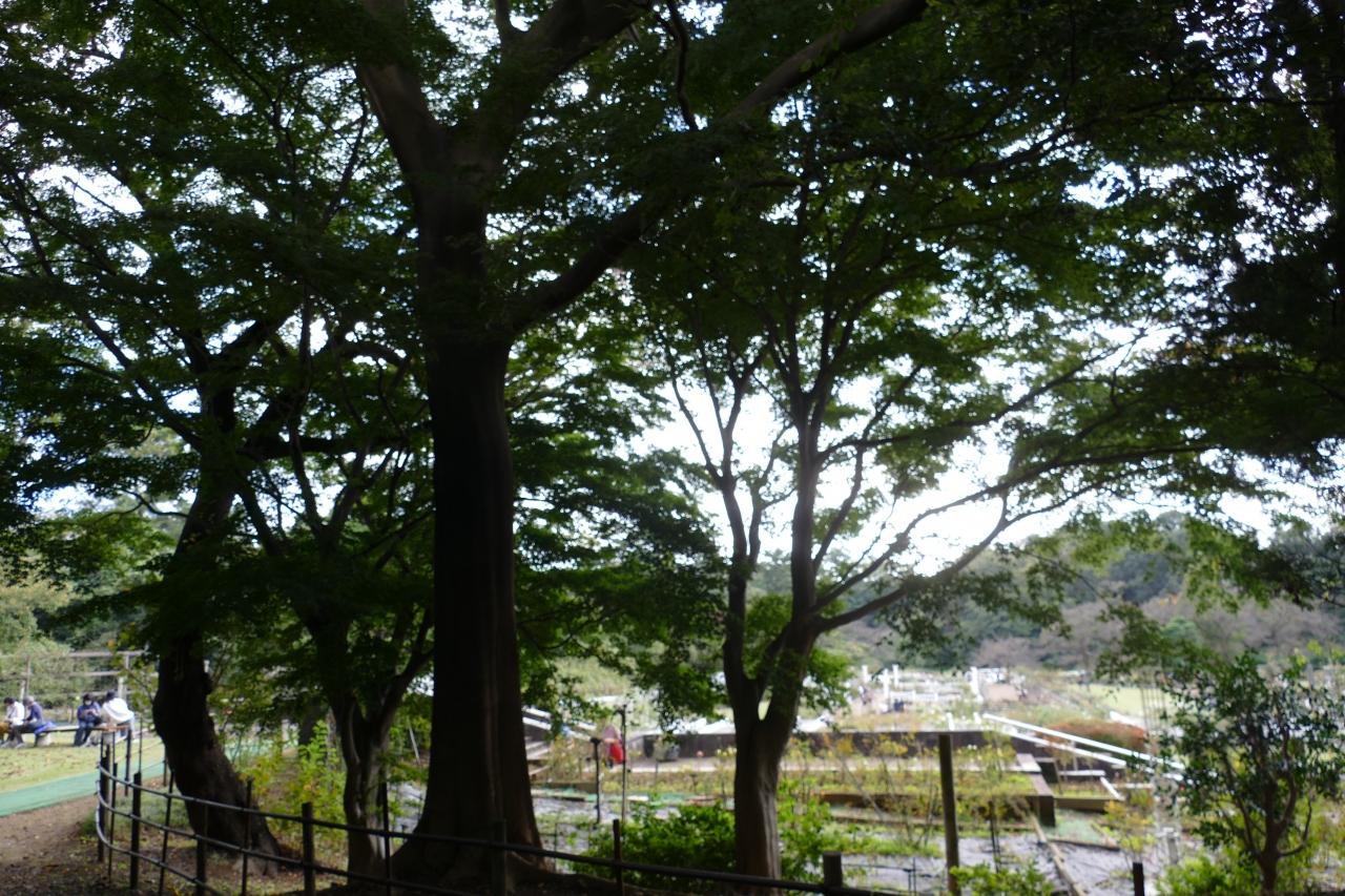 川崎市生田緑地ばら苑を訪ねて 登戸 新百合ヶ丘 神奈川県 の旅行記 ブログ By Tamegaiさん フォートラベル