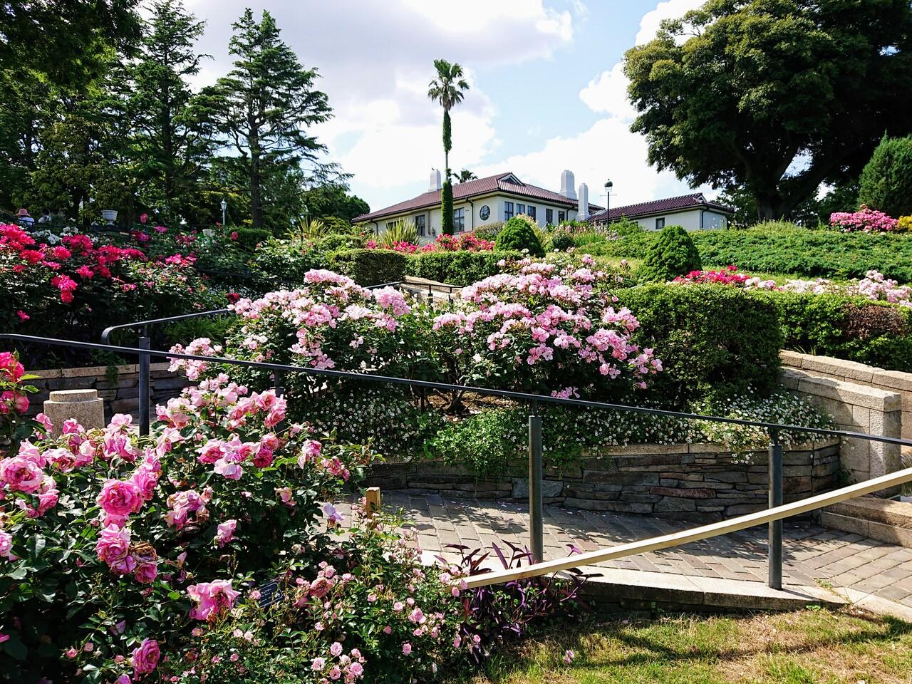 港の見える丘公園の秋バラ 横浜 神奈川県 の旅行記 ブログ By わんこさん フォートラベル