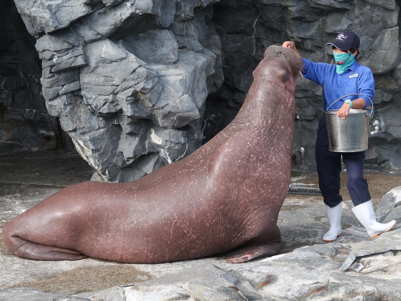 鴨川seaworld 14 セイウチ フィーデングタイム 給餌 流氷域の王者 牙目立つ 従順に 鴨川 千葉県 の旅行記 ブログ By マキタン２さん フォートラベル