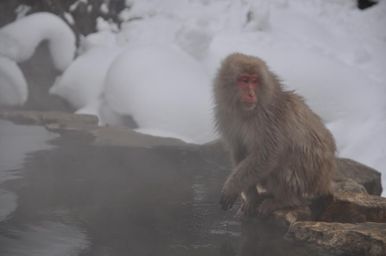 12年 地獄谷野猿公苑と上林温泉 A 長野県の旅行記 ブログ By まさとしさん フォートラベル