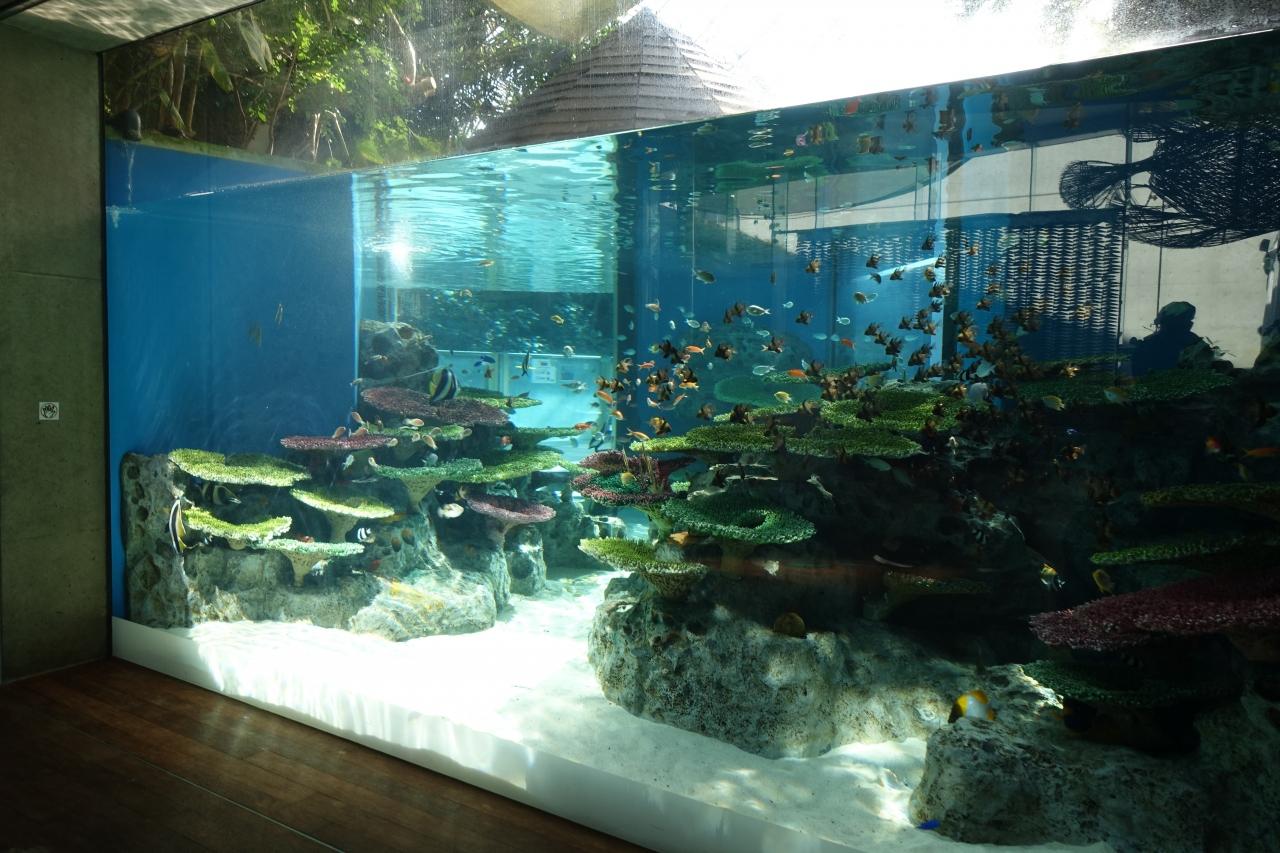 日本最大級のアマゾン水槽＆日本では珍しい淡水魚の水族館へ