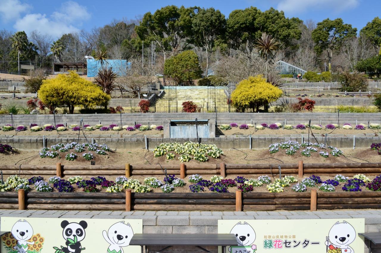 和歌山県植物公園 緑化センター に遊ぶ 岩出 紀の川 和歌山県 の旅行記 ブログ By Punchmsさん フォートラベル