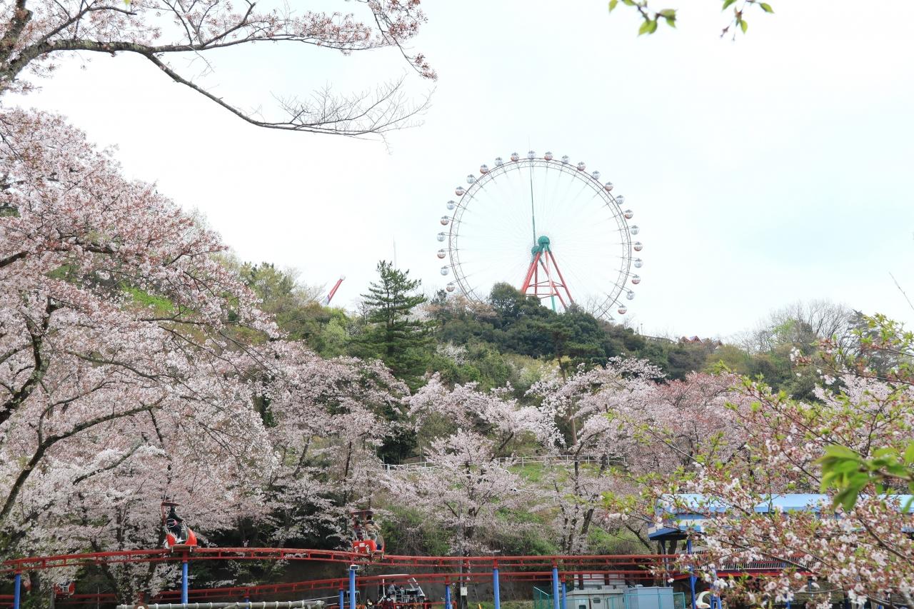 相模湖リゾート プレジャーフォレストで桜散歩 津久井湖 相模湖 神奈川県 の旅行記 ブログ By Oakatさん フォートラベル