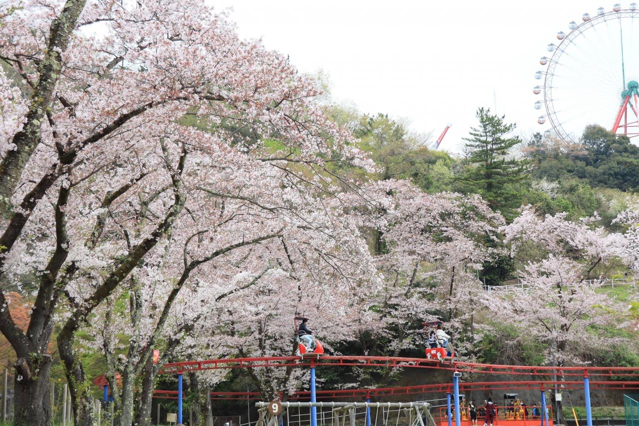 相模湖リゾート プレジャーフォレストで桜散歩 津久井湖 相模湖 神奈川県 の旅行記 ブログ By Oakatさん フォートラベル