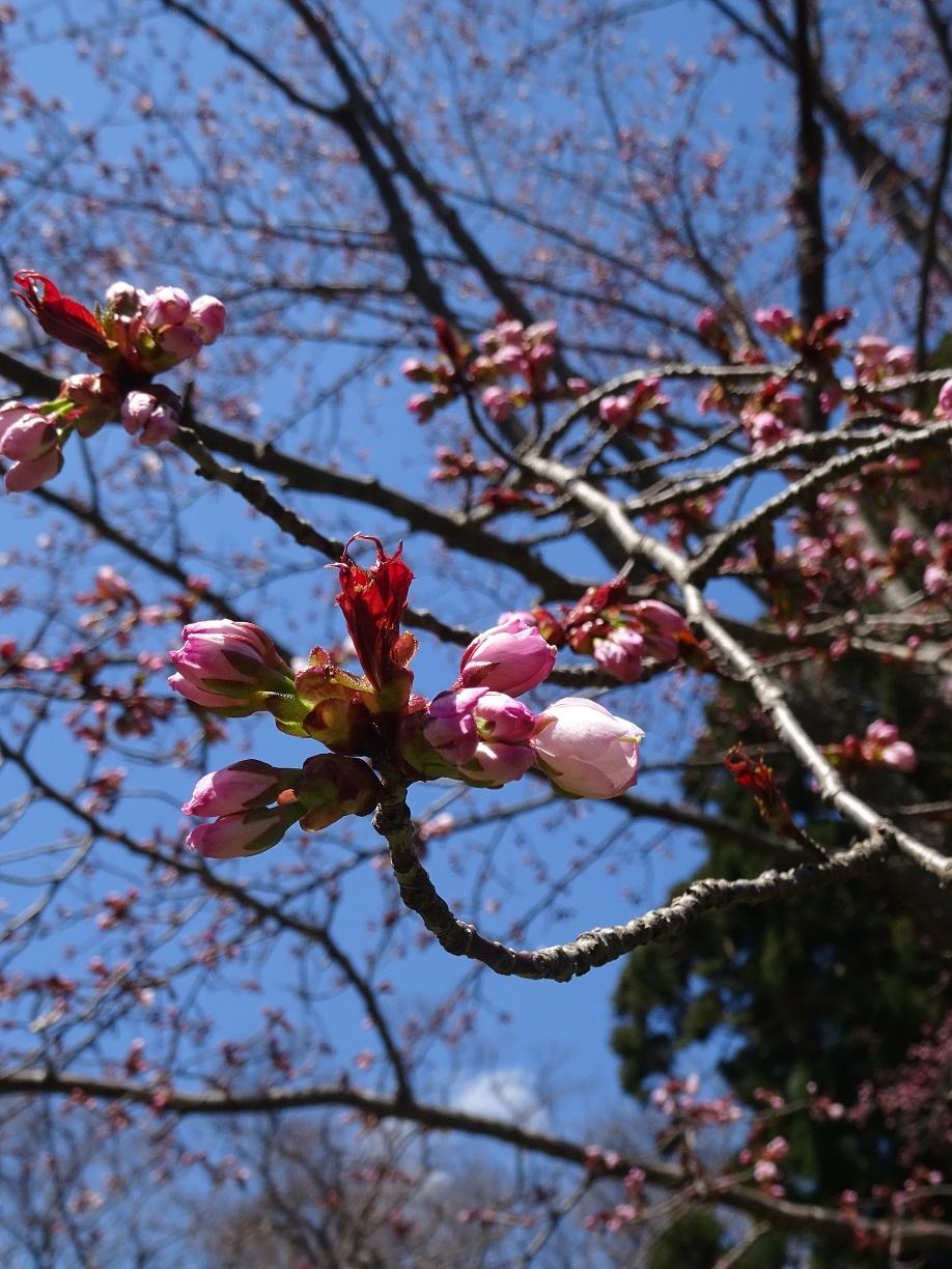 有珠善光寺自然公園で草花を楽しむハイキング 伊達 北海道 の旅行記 ブログ By たるのすけさん フォートラベル