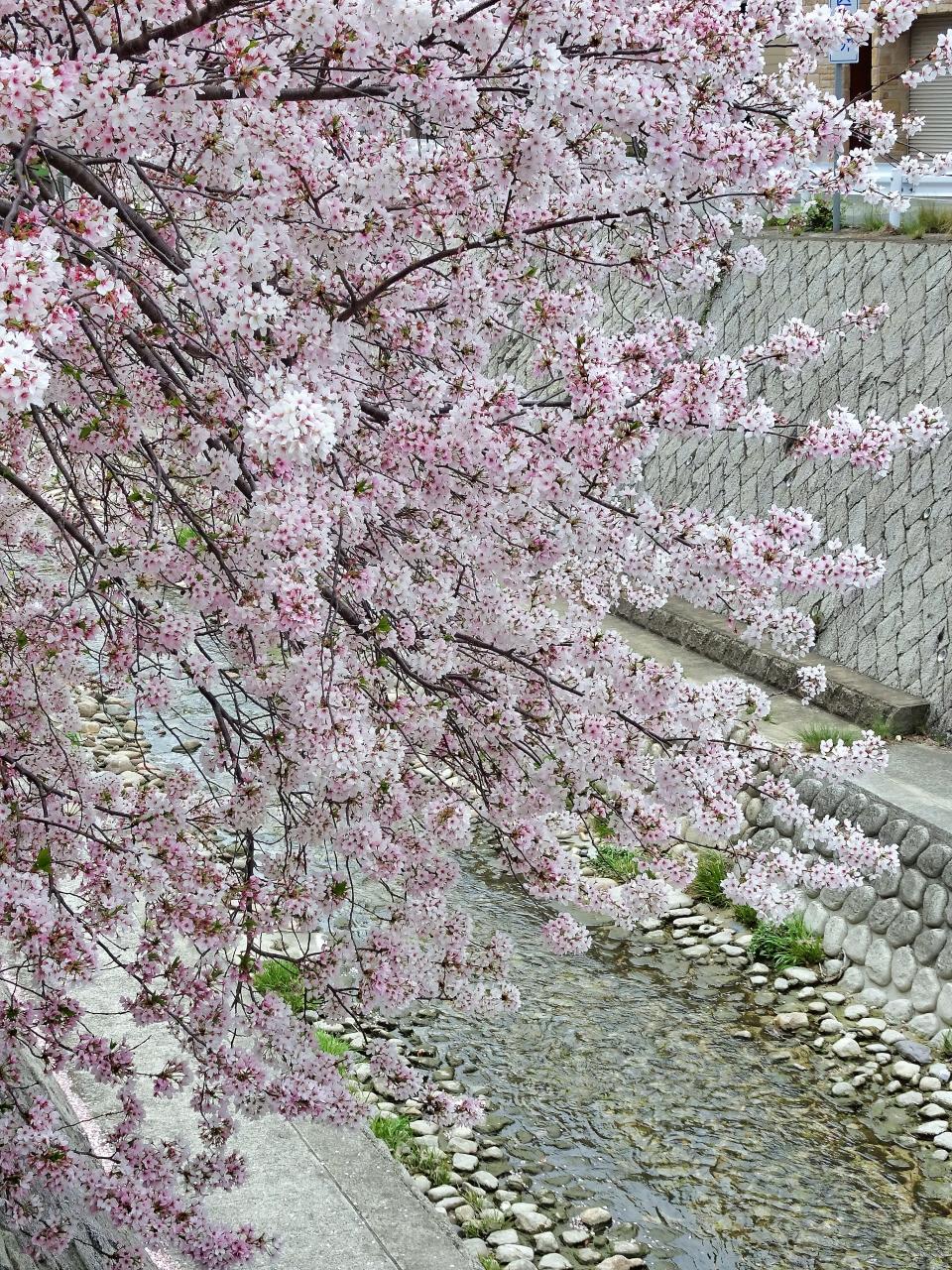 21 春 神戸花咲 地下鉄沿線の川沿いの三桜 神戸 兵庫県 の旅行記 ブログ By ｔ バイソンさん フォートラベル