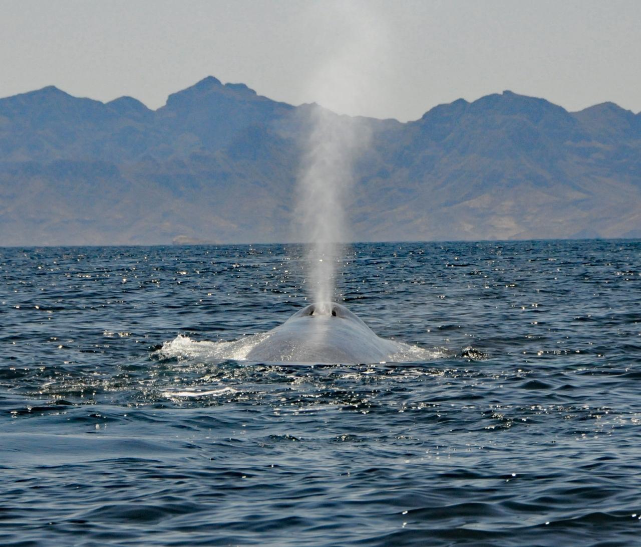 シロナガスクジラ バハ カリフォルニアのロレート沖でウォッチング その他の観光地 メキシコ の旅行記 ブログ By Takashiさん フォートラベル