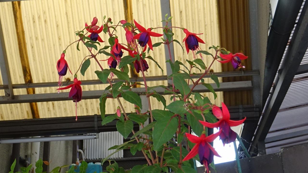 西武庫公園の花壇に咲く花の写真を撮影してきました その０３ 尼崎 兵庫県 の旅行記 ブログ By Hn11さん フォートラベル