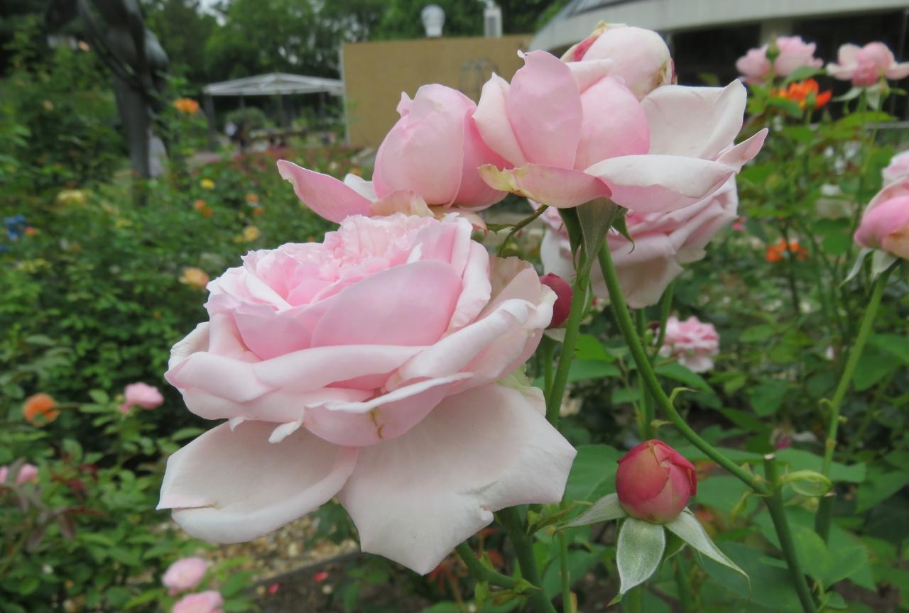 21初夏 名城公園のバラと植物 2 6 6月25日 2 ラ フランス マザーズディ スキャボロー フェアー 名古屋 愛知県 の旅行記 ブログ By 旅人のくまさんさん フォートラベル
