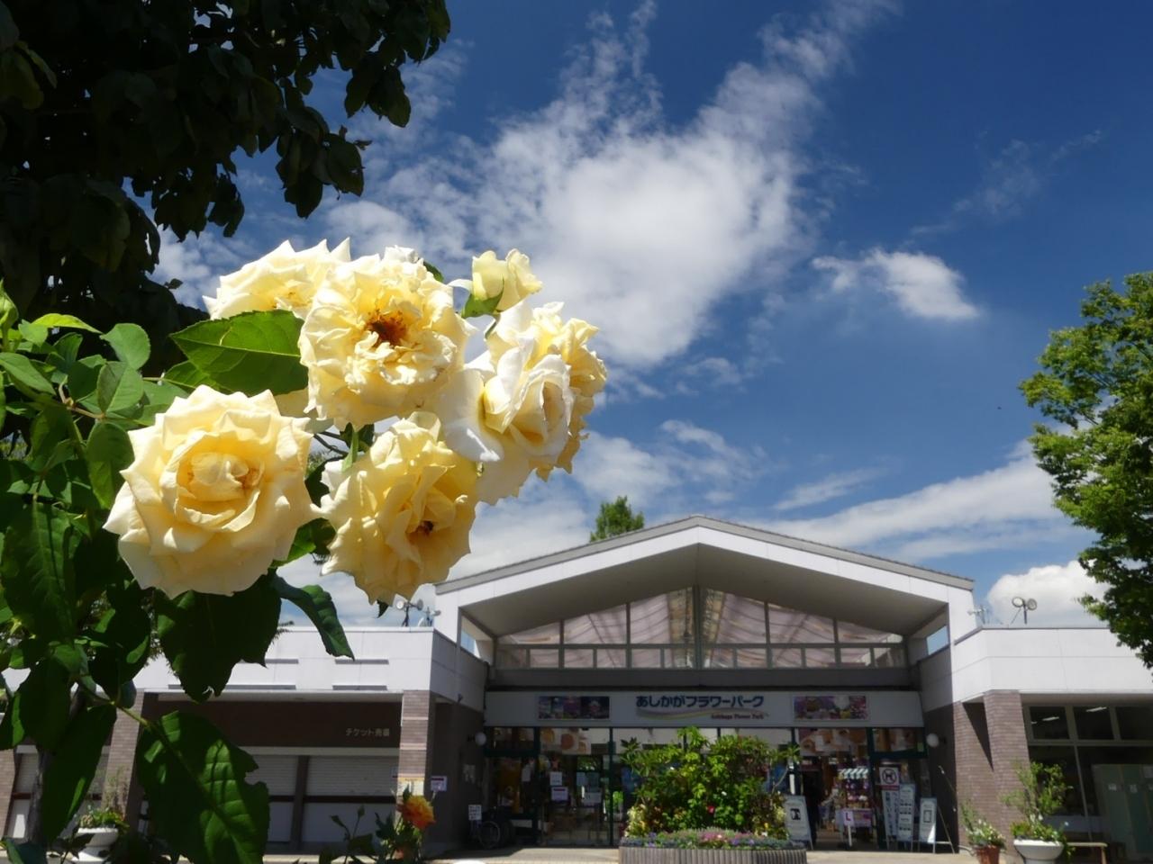 あしかがフラワーパーク の夏の花 21 バラが 思いの外 綺麗に咲いていました 栃木県 足利市 足利 栃木県 の旅行記 ブログ By Minamicazeさん フォートラベル