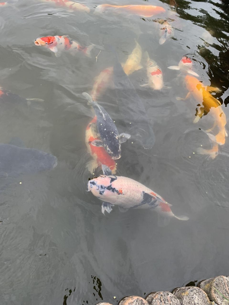 県営さいたま水族館で鯉と戯れる 行田 羽生 加須 埼玉県 の旅行記 ブログ By イチさん フォートラベル