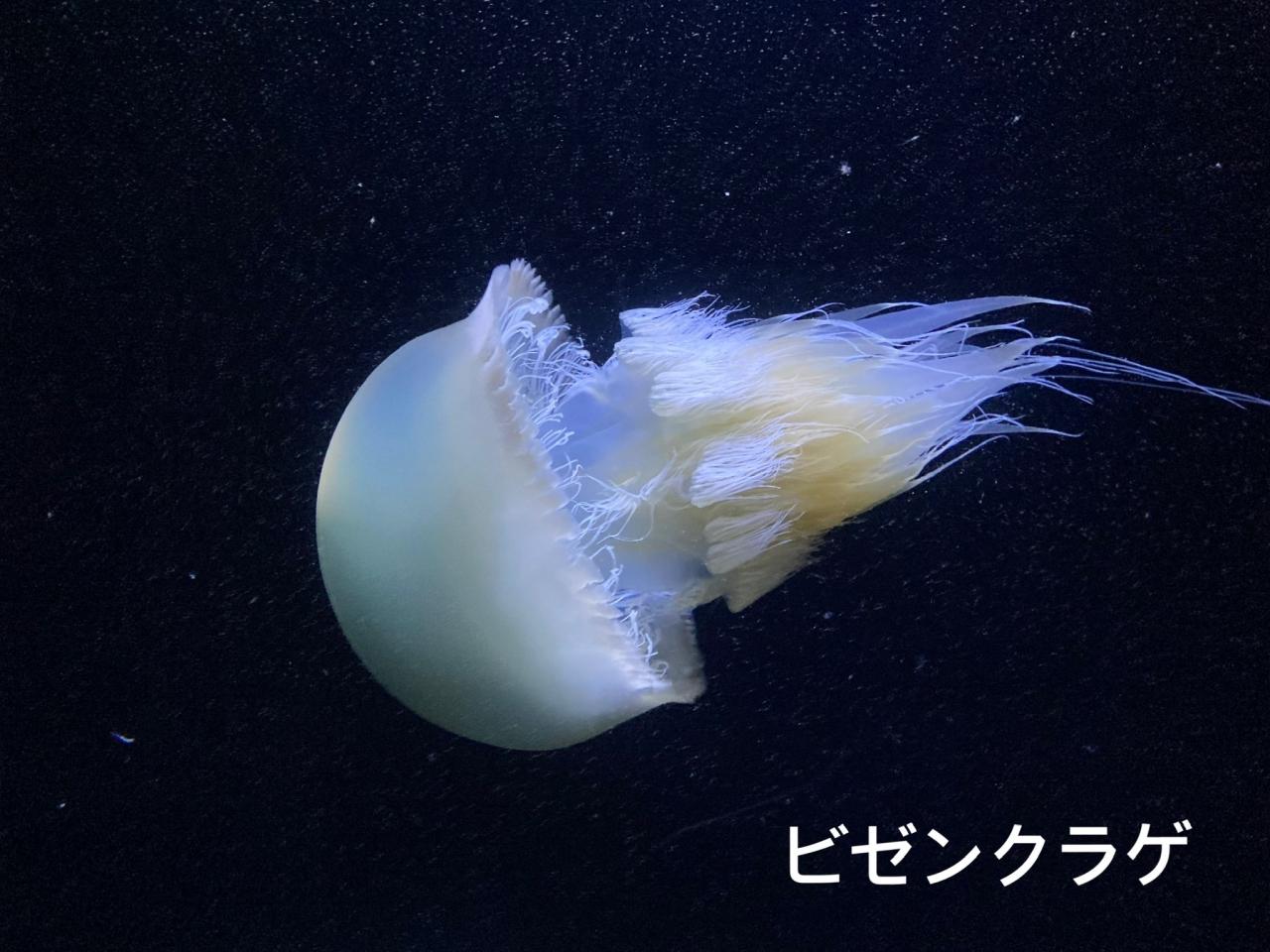 クラゲに魅せられ ウナギでお腹を満たす 鶴岡 山形県 の旅行記 ブログ By あいまいみーさん フォートラベル