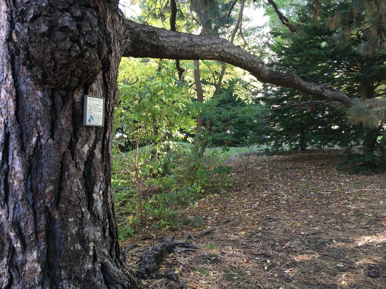 赤レンガ道庁から大通公園へ 札幌 北海道 の旅行記 ブログ By ちびのぱぱさん フォートラベル