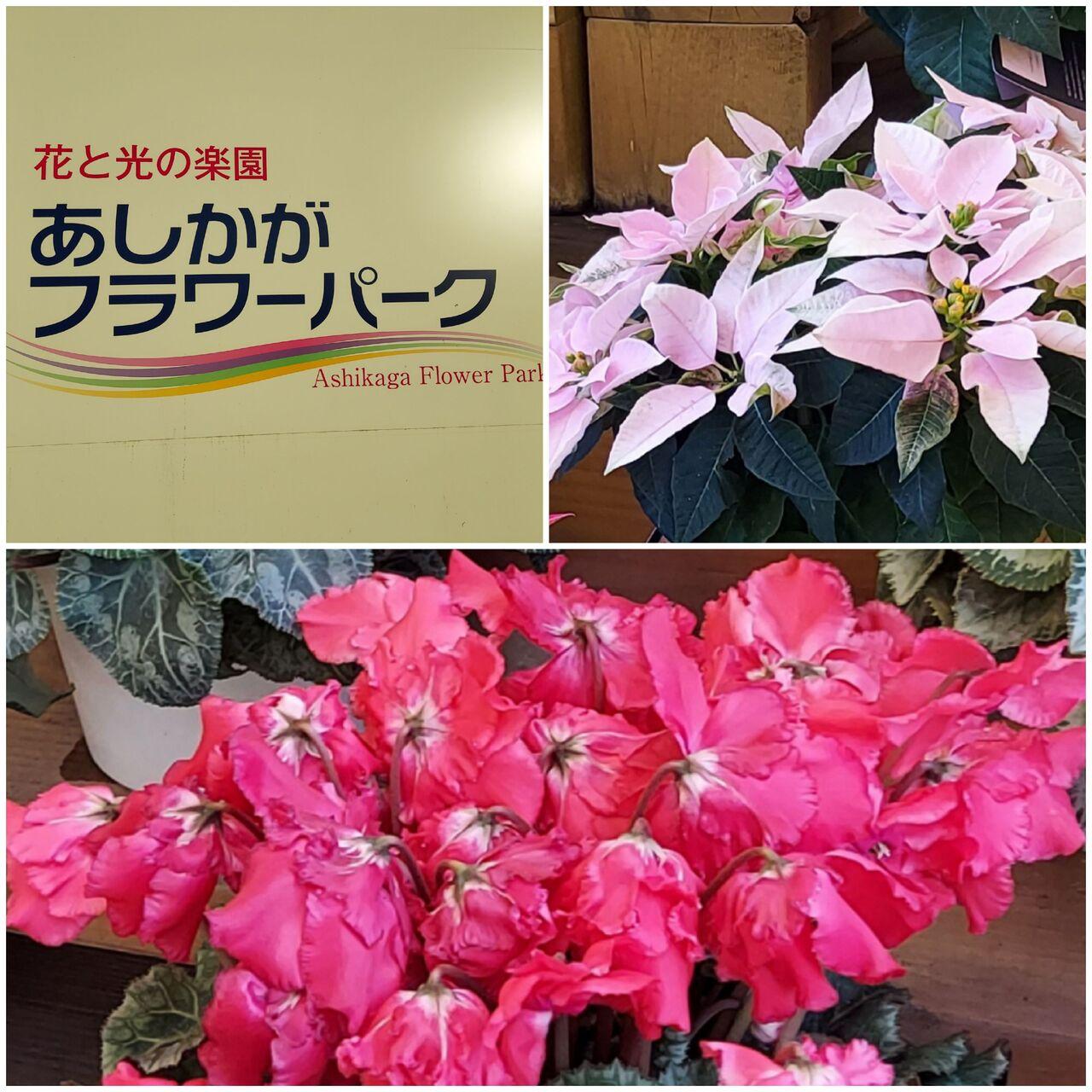 th The Anniversary 光の花の庭 足利 栃木県 の旅行記 ブログ By Nomo1215さん フォートラベル