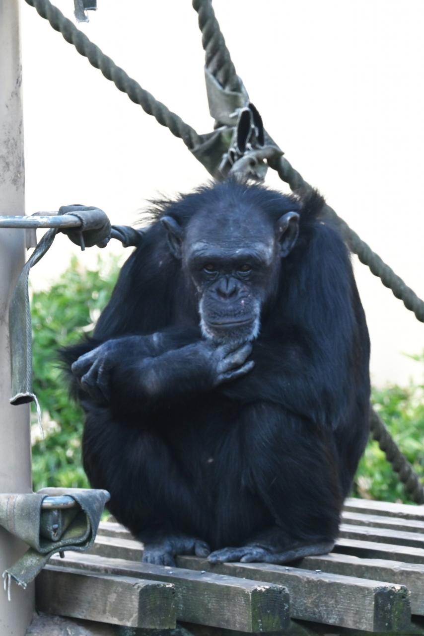 レッサーパンダはかわゆい 京都市動物園 東山 祇園 北白川 京都 の旅行記 ブログ By トットさん フォートラベル