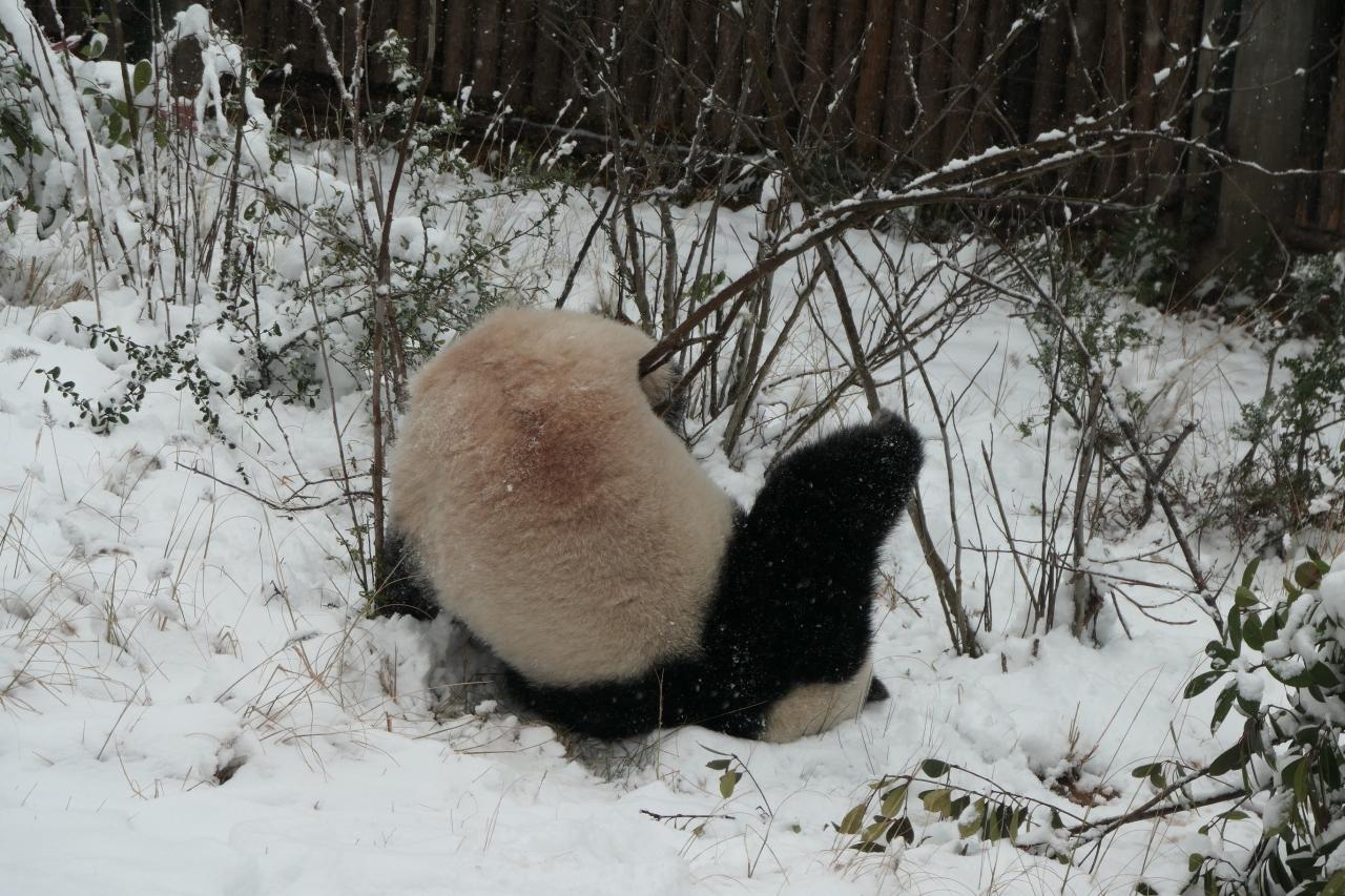 大雪にパンダは大喜び。滑って転がって大はしゃぎ...』長沙(中国)の旅行記・ブログ by スイカさん【フォートラベル】