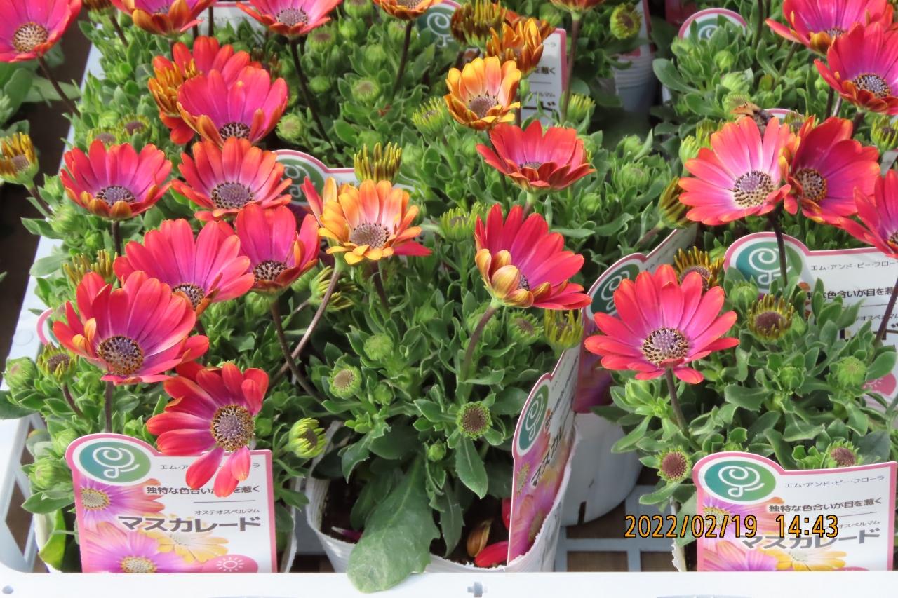 ガーデンセンターを訪問しました 埼玉県の旅行記 ブログ By Tsunetaさん フォートラベル