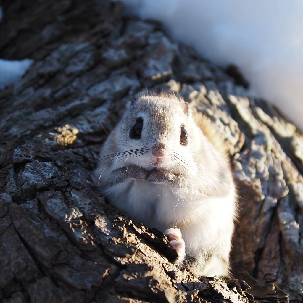 22年厳冬期後半 早春の北海道 野生動物撮影旅行 1 札幌 北海道 の旅行記 ブログ By つよしさん フォートラベル
